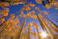 Winter Aspens Fine Art Print