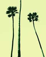 Palm Trees 2000 (Cyan) Fine Art Print