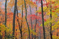 Crayola Fine Art Print