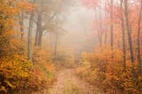 Passing Through Fine Art Print