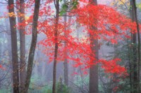 Splash of Red Fine Art Print