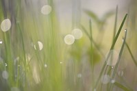 Morning Light No. 2 Fine Art Print