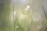 Morning Light No. 3 Fine Art Print