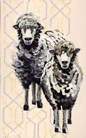 Woolly Two Fine Art Print