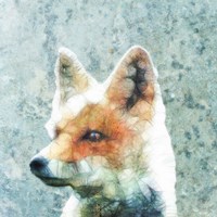Abstract Fox Fine Art Print