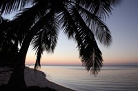 Palm Tree Sunset Fine Art Print