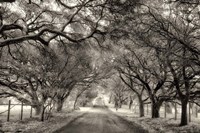Canopy Fine Art Print