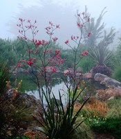 Scarlet Fine Art Print