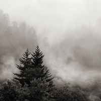 Rising Mist, Smoky Mountains Fine Art Print