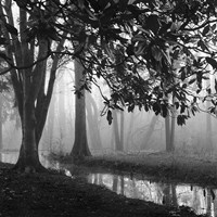 Woodland No. 1 Fine Art Print