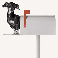 You've Got Mail Fine Art Print