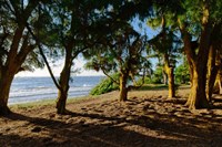 Ancient Family Fine Art Print