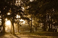 Daybreak Fine Art Print