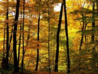 Fall Colors Fine Art Print