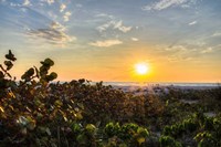 Sea Grapes at Sunset Fine Art Print