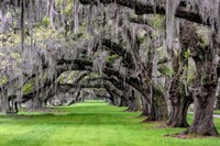 Hanging to the Left Fine Art Print