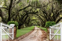 Plantation Road Fine Art Print