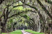 The Old South Fine Art Print