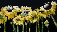 Sunflower Field on Black Fine Art Print
