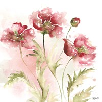 Blush Watercolor Poppy III Fine Art Print