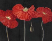 Poppy Trio I Fine Art Print