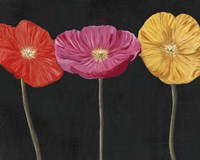 Poppy Trio II Fine Art Print