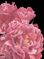 Peonies of My Heart I Fine Art Print