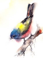 Bunting Bird Fine Art Print