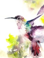 Hummingbird Fine Art Print
