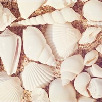 Beachcomber Fine Art Print