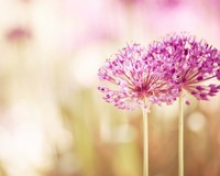 Bloom Fine Art Print