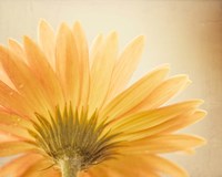 Butterscotch Fine Art Print