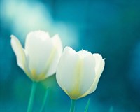 Charisma Fine Art Print