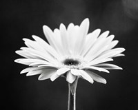 Daisy Fine Art Print