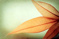 Grace Fine Art Print