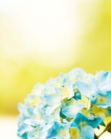 Hydrangea Fine Art Print