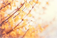 In the Beginning Fine Art Print