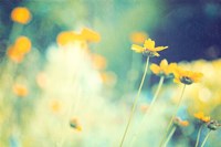 In the Meadow Fine Art Print