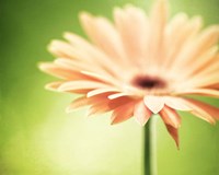 Joyful Fine Art Print