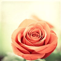 My Perfect Rose Fine Art Print