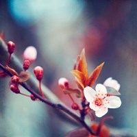 Nature's Palette Fine Art Print