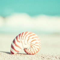 Nautilus Fine Art Print