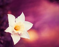 Outburst Fine Art Print