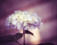 Regal Fine Art Print