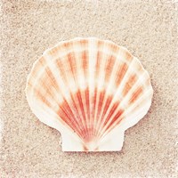 Scallop Shell Fine Art Print