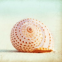 Seashell Voices Fine Art Print