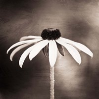 Simply Stated Fine Art Print