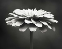 Spellbinding Fine Art Print