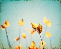 Sundance Fine Art Print