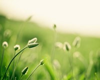 The Dance Fine Art Print